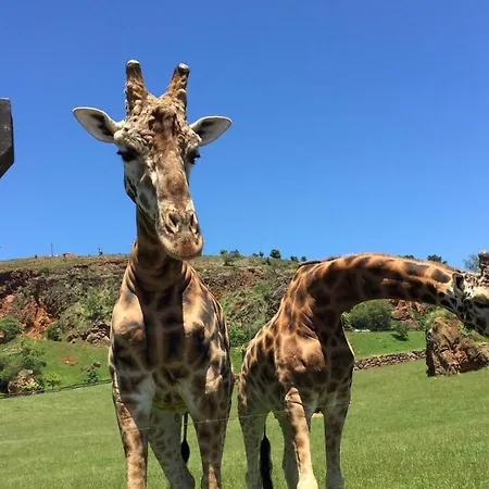 Apartment Apartamento Cuchia *
